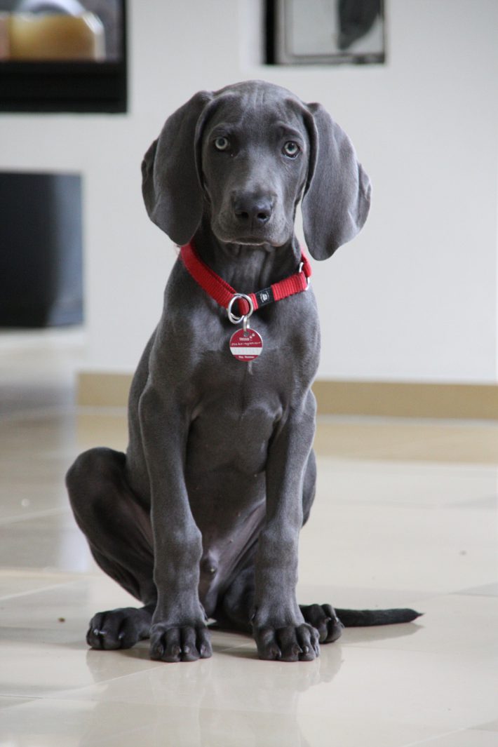 weimaraner-1321615_1920