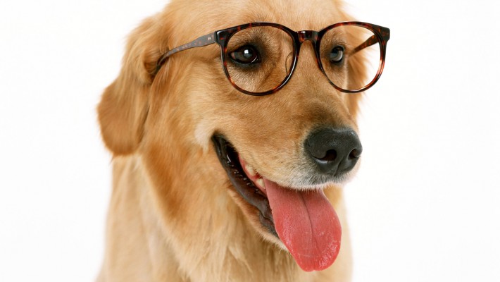Soft Tissue Surgeries Soft Tissue Surgeries